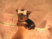 Adorable Tea Cup Yorkie Puppy For Adoption