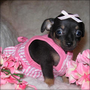  teacup chihuahua for sale