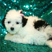 caring Maltipoo Puppies  for xmas 