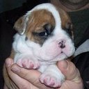 outstanding english bulldog puppies