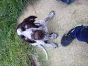 Milo the short haired German pointer 